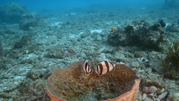 120 Fps Slow Motion Seascape Butterflyfish Coral Sponge Coral Reef — Wideo stockowe