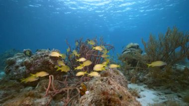4K 120 fps Slow Motion Seascape ile Karayip Denizi 'nin mercan kayalıklarında Grunt balığı, mercan ve sünger sürüsü, Curacao