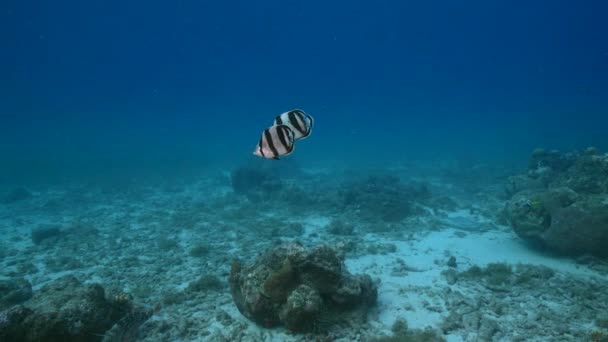 120 Fpsバタフライフィッシュ サンゴ スポンジを用いたスローモーションの海カリブ海のサンゴ礁 キュラソー島 — ストック動画