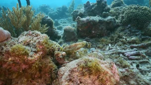 120 Fps Slow Motion Seascape Reef Squid Coral Reef Caribbean — Video Stock