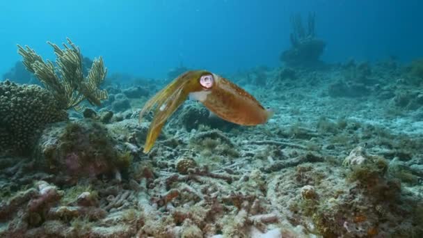 120 Fps Slow Motion Seascape Reef Squid Coral Reef Caribbean — 비디오