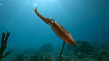 4K 120 fps Slow Motion Seascape with Reef Squid in the coral reef of the Caribbean Sea, Curacao