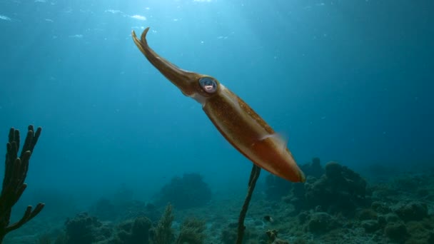 120 Fps Slow Motion Seascape Reef Squid Coral Reef Caribbean — Stockvideo