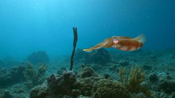 120 Fps Slow Motion Seascape Reef Squid Coral Reef Caribbean — Stockvideo