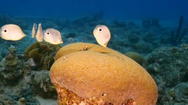 Seascape Butterflyfish While Spawning Grooved Brain Coral Coral Reef Caribbean — Video Stock