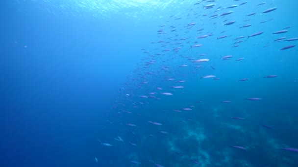 Paesaggio Marino Con Scuola Boga Pesce Nella Barriera Corallina Del — Video Stock