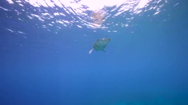 Laut Hijau Dengan Penyu Laut Hijau Terumbu Karang Laut Karibia — Stok Video