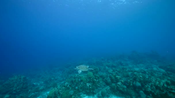Paisaje Marino Con Tortuga Verde Arrecife Coral Del Mar Caribe — Vídeo de stock
