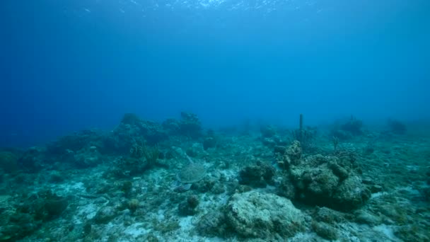 Paisaje Marino Con Tortuga Verde Arrecife Coral Del Mar Caribe — Vídeos de Stock