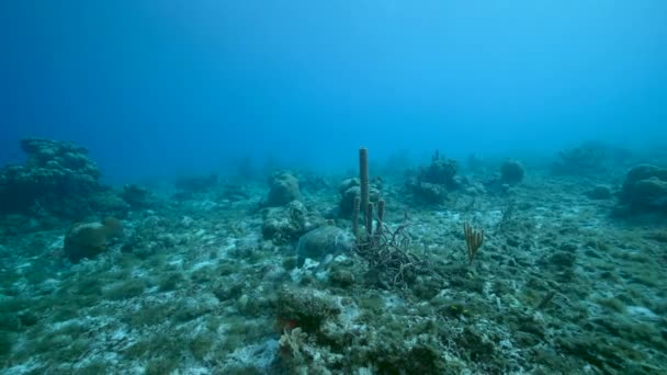 Seascape Green Sea Turtle Coral Reef Caribbean Sea Curacao — Stock video