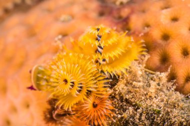 Yaklaş, Karayip Denizi 'nin resifindeki Noel Ağacı Solucanı, Curacao.