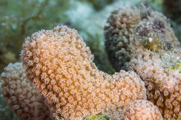 Gros Plan Macro Morphologie Corallienne Dans Récif Mer Des Caraïbes — Photo