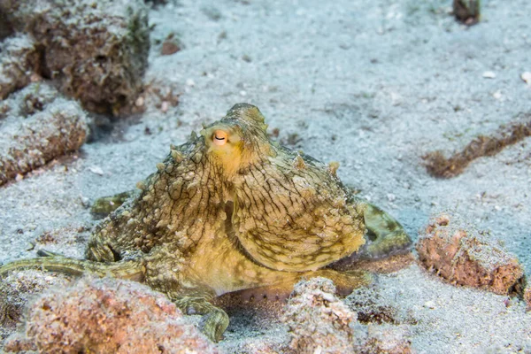 Seascape Com Octopus Recife Coral Mar Caribe Curaçao — Fotografia de Stock