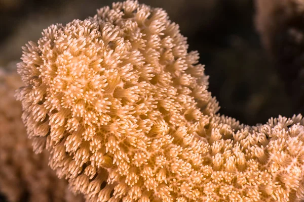 Gros Plan Macro Morphologie Corallienne Dans Récif Mer Des Caraïbes — Photo