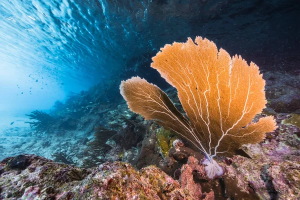 Коралових Рифах Карибського Моря Куракао Куракао Водиться Багато Риби Коралів — стокове фото