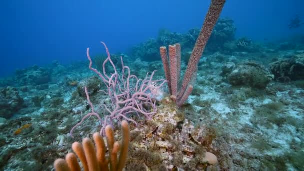 Paysage Marin Avec Tortue Mer Verte Dans Récif Corallien Mer — Video