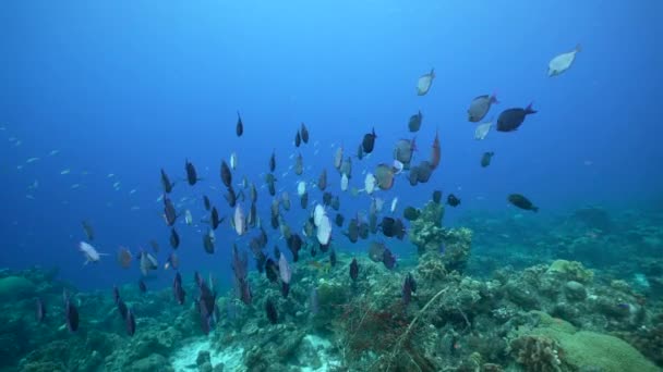 Seascape School Surgeonfish Coral Reef Caribbean Sea Curacao — Stock Video