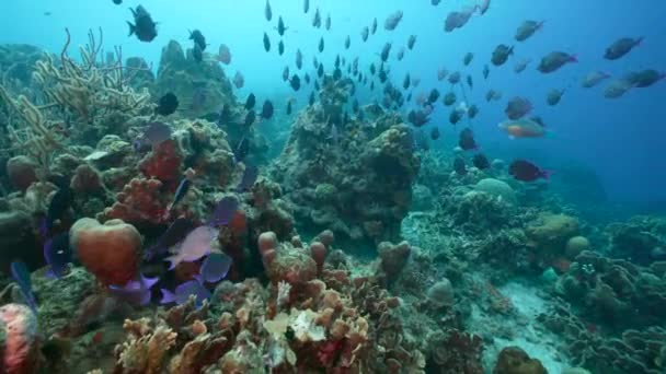 Seascape School Surgeonfish Coral Reef Caribbean Sea Curacao — Stock videók