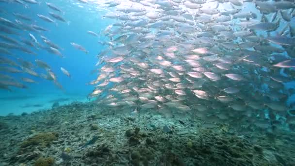 Θαλάσσιο Τοπίο Bait Ball Σχολείο Των Ψαριών Στον Κοραλλιογενή Ύφαλο — Αρχείο Βίντεο