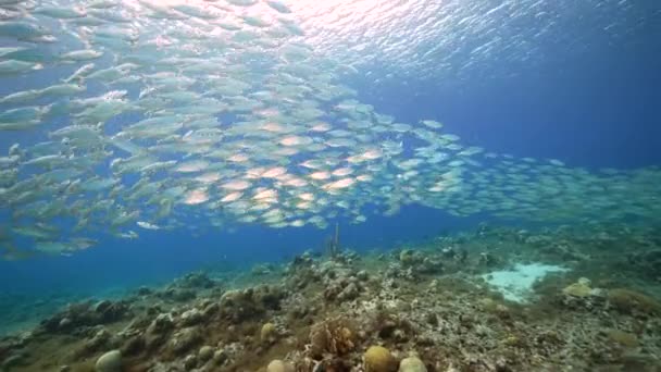 Seascape Bait Ball School Fish Coral Reef Caribbean Sea Curacao — Stock video