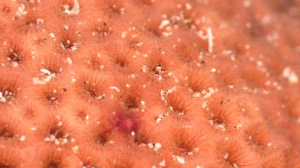 閉じる カリブ海のサンゴ礁のサンゴ形態のマクロ キュラソー島 — ストック動画