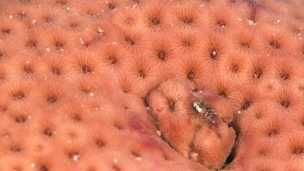 Gros Plan Macro Morphologie Corallienne Dans Récif Mer Des Caraïbes — Video