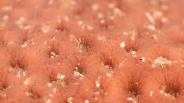 Närbild Makro Korall Morfologi Revet Karibiska Havet Curacao — Stockvideo