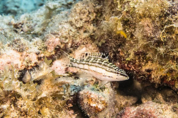 Seascape Juvenile Harlequin Bass Fish Coral Sponge Coral Reef Caribbean — 스톡 사진