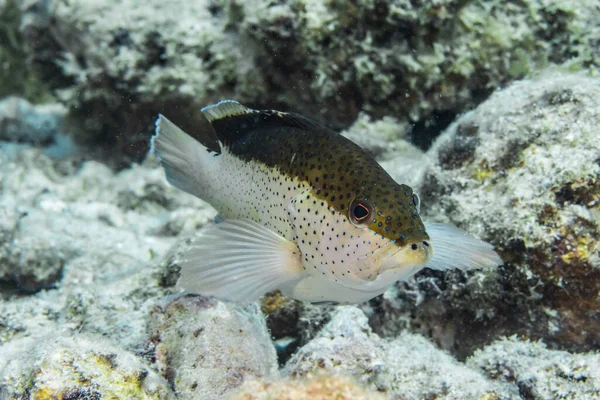 Seascape Coney Grouper Fish Coral Sponge Coral Reef Caribbean Sea — Stok fotoğraf
