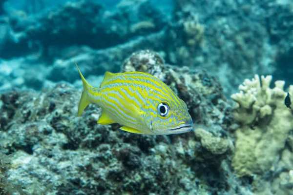 Seascape French Grunt Fish Coral Sponge Coral Reef Caribbean Sea — Fotografia de Stock