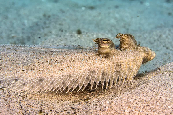 Meereslandschaft Mit Kanalflunder Korallen Und Schwamm Korallenriff Der Karibik Curacao — Stockfoto