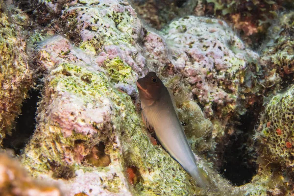 Karayip Denizi Nin Mercan Kayalıklarında Redlip Blenny Mercan Sünger Ile — Stok fotoğraf