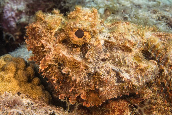 Paysage Marin Avec Scorpionfish Corail Éponge Dans Récif Corallien Mer — Photo