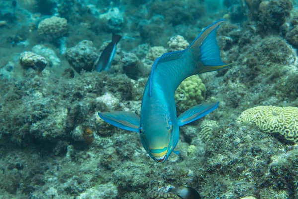 Seascape Com Rainha Parrotfish Coral Esponja Recife Coral Mar Caribe — Fotografia de Stock