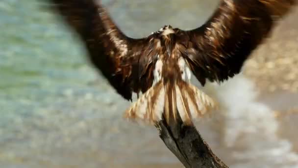 オスプレイと鳥の野生生物 カリブ海 キュラソー — ストック動画