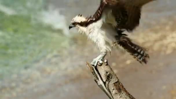 オスプレイと鳥の野生生物 カリブ海 キュラソー — ストック動画