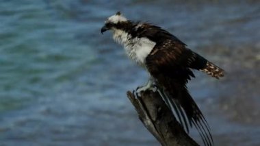 Osprey ile Kuş Yaban Hayatı - Karayipler / Curacao