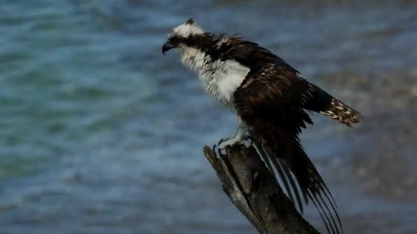 Osprey Ile Kuş Yaban Hayatı Karayipler Curacao — Stok video