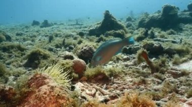 Karayip Denizi 'nin mercan kayalıklarında kraliçe papağan balığıyla deniz burnu, Curacao