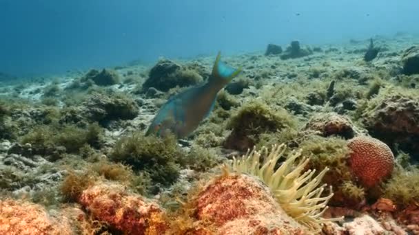Przylądek Morski Królową Papugą Rafie Koralowej Morza Karaibskiego Curacao — Wideo stockowe