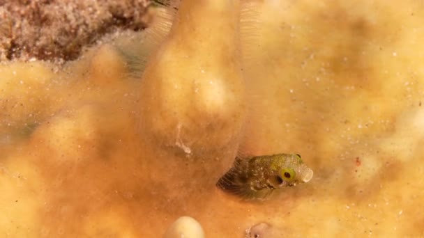 閉じる カリブ海のサンゴ礁のブレニー魚のマクロ キュラソー島 — ストック動画
