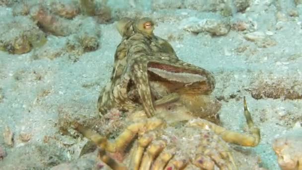 Paesaggio Marino Con Polpo Nella Barriera Corallina Del Mar Dei — Video Stock