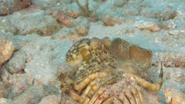 Paisaje Marino Con Pulpo Arrecife Coral Del Mar Caribe Curazao — Vídeo de stock