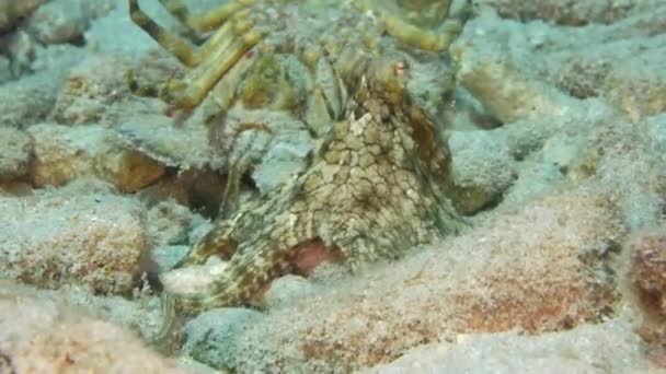 Seascape Com Octopus Recife Coral Mar Caribe Curaçao — Vídeo de Stock