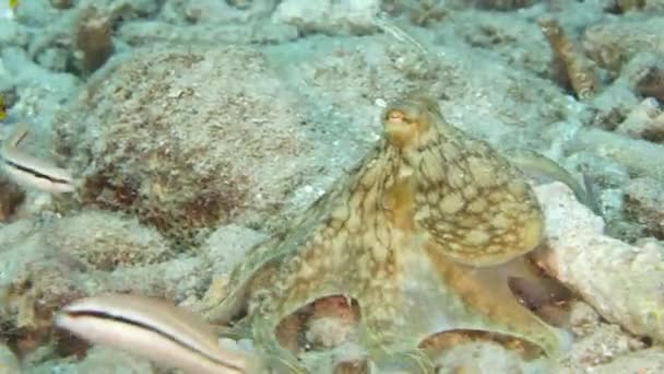 Karayip Denizi Nin Mercan Kayalıklarında Ahtapot Ile Deniz Burnu Curacao — Stok video