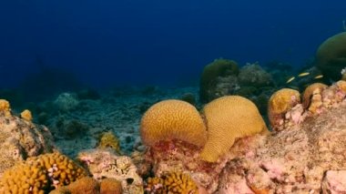 Karayip Denizi 'nin mercan kayalıklarında Grooved Brain Coral üretirken Kelebek Balığı ile deniz kabuğu, Curacao