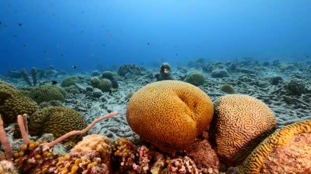 Seelandschaft Mit Schmetterlingsfischen Beim Laichen Von Grooved Brain Coral Korallenriff — Stockvideo