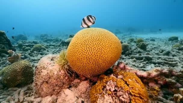 库拉索岛加勒比海珊瑚礁在产卵槽形脑珊瑚时 以蝴蝶为食的海景 — 图库视频影像