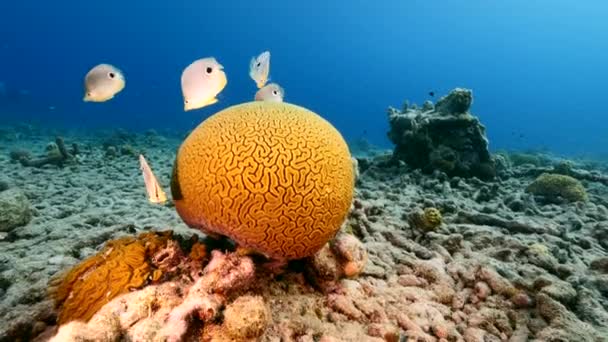 Морской Пейзаж Butterflyfish Время Нереста Grooved Brain Coral Коралловом Рифе — стоковое видео
