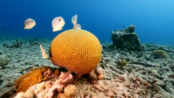 Seelandschaft Mit Schmetterlingsfischen Beim Laichen Von Grooved Brain Coral Korallenriff — Stockvideo